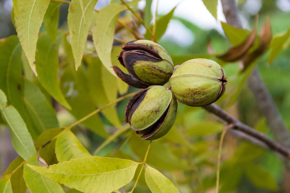 How Are Pecans Harvested? The Process For Achieving The Best Quality