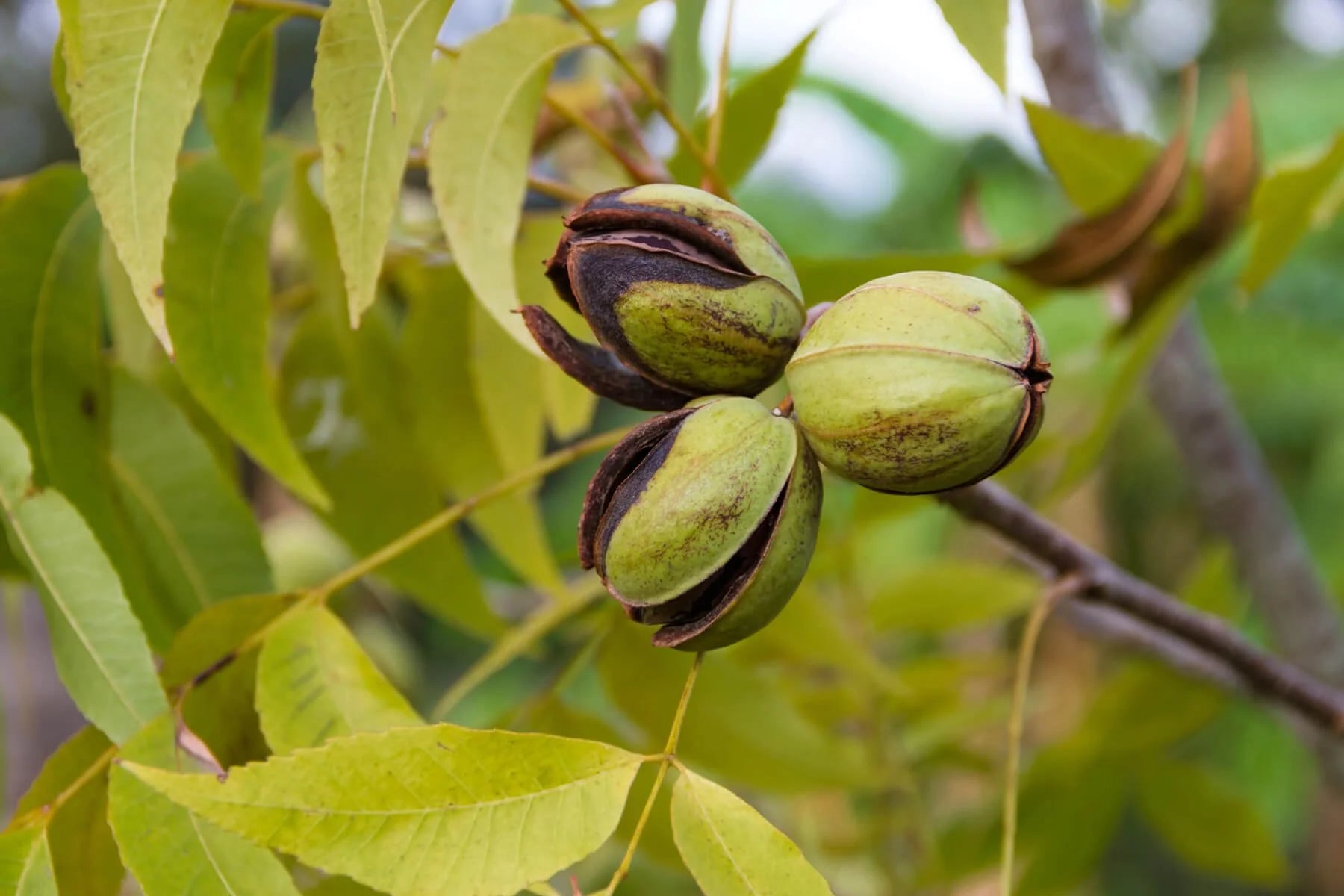 How Are Pecans Harvested? The Process For Achieving The Best Quality
